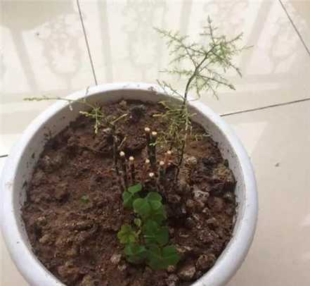 文竹剃头后的生长