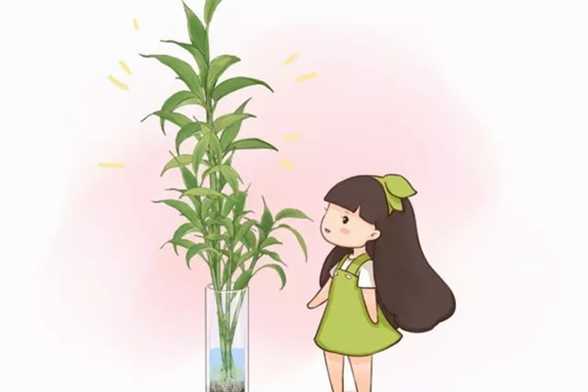 富贵竹长到戳屋顶都不黄叶,方法竟然这么简单 富贵竹长到戳屋顶都不黄叶,方法竟然这么简单