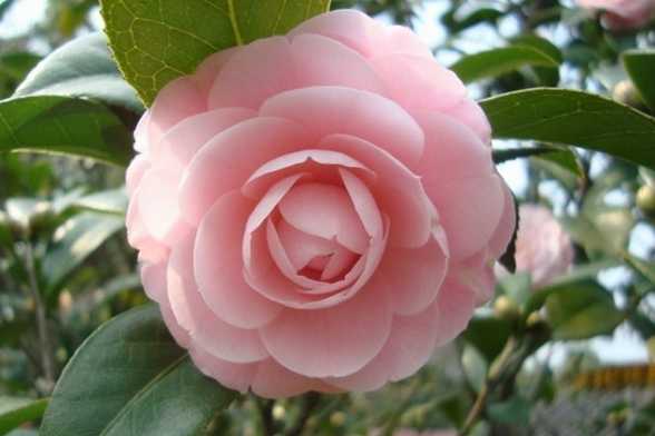 茶花怎么浇水 茶花怎么浇水
