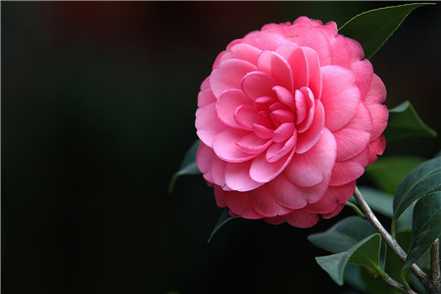 茶花浇水的方法