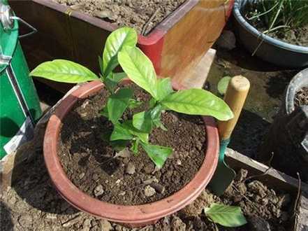 栀子花施肥不足
