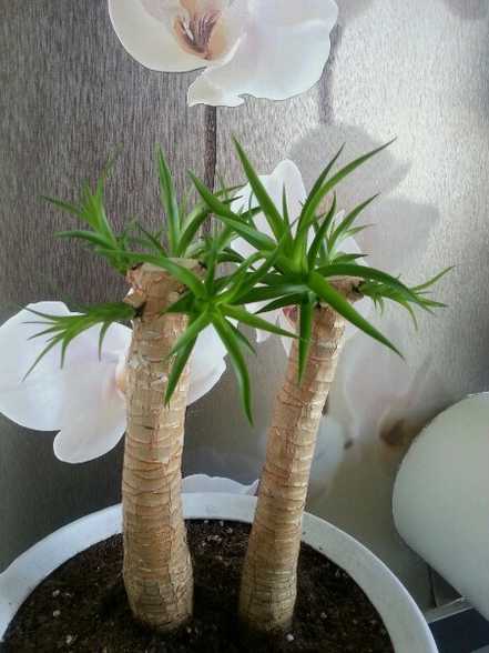 龙血树发芽生长的过程