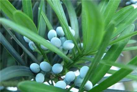 罗汉松浇水注意事项