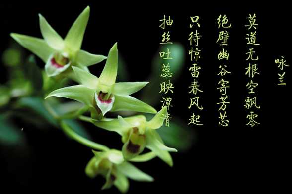 怎么欣赏兰花 怎么欣赏兰花