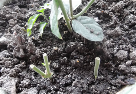 茉莉花养分不足