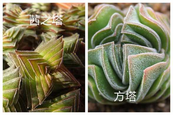 茜之塔和方塔的区别 茜之塔和方塔的区别