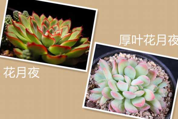 花月夜与厚叶花月夜的区别 花月夜与厚叶花月夜的区别