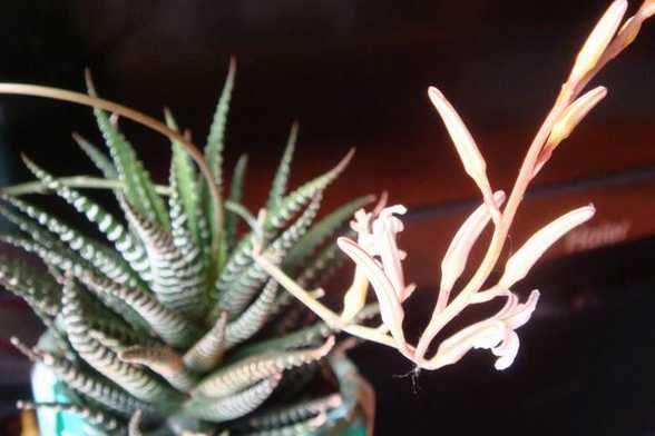条纹十二卷会开花吗 条纹十二卷会开花吗