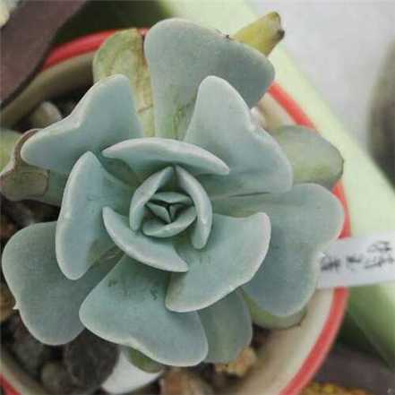 特玉莲养殖方法