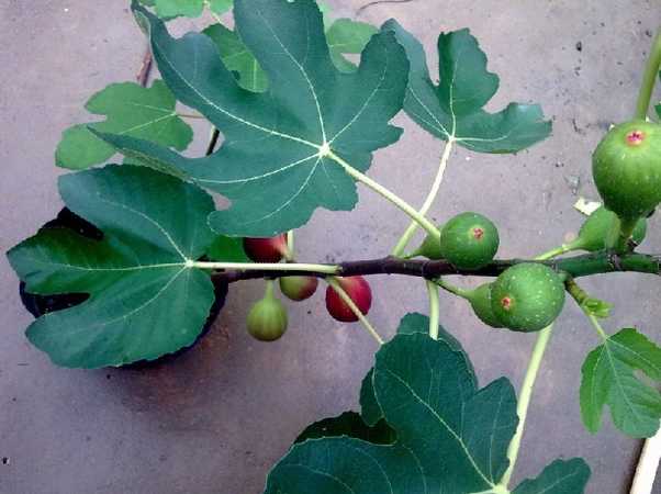 盆栽无花果的上盆方法 盆栽无花果的上盆方法