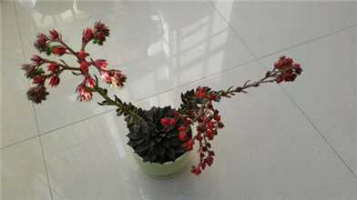 黑王子不开花原因