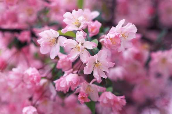 樱花秋季养护的要点 樱花秋季养护的要点