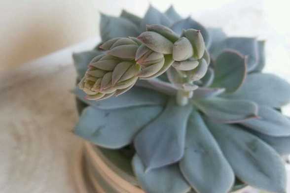 蓝石莲开花会死吗 蓝石莲开花会死吗