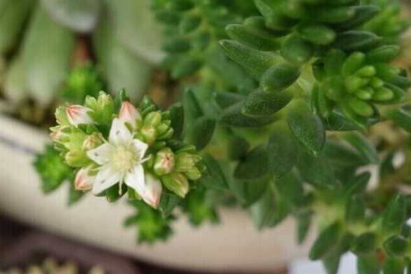 白花小松什么时候开花 白花小松什么时候开花