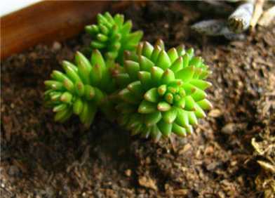 白花小松的养殖：浇水方法