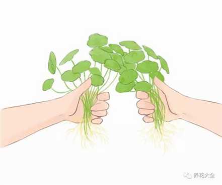 铜钱草种在土里