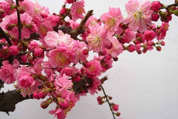 梅花秋冬催蕾养护要点 梅花秋冬催蕾养护要点
