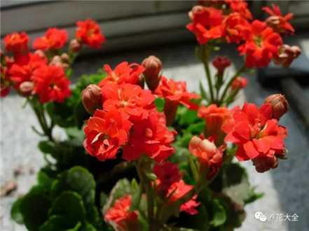 花期少晒太阳 花期少晒太阳