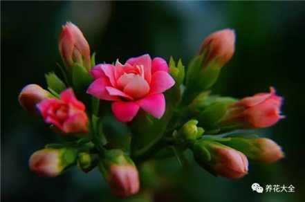 花期间要通风 花期间要通风