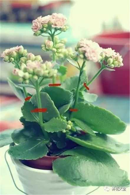 残花及时修剪 残花及时修剪