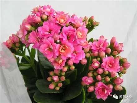 花期后需要施肥 花期后需要施肥
