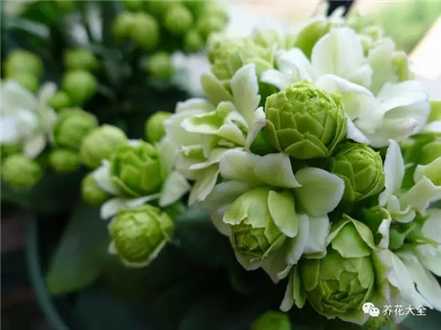 花期后浇水 花期后浇水