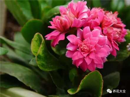 促进花芽分化 促进花芽分化