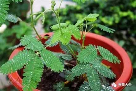 含羞草 含羞草