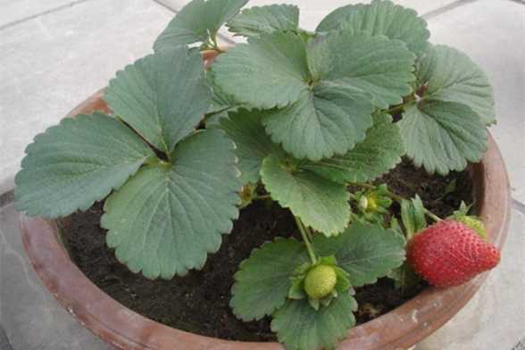 盆栽草莓的养护要点 盆栽草莓的养护要点