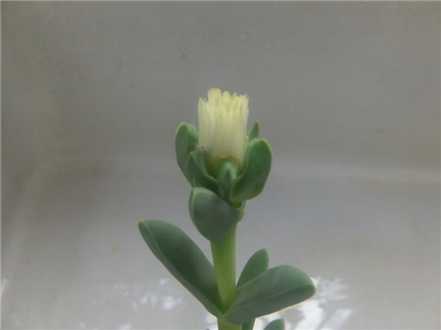 鹿角海棠白花