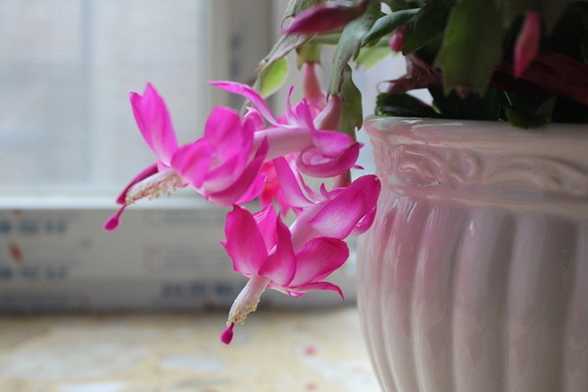 蟹爪兰开花后怎么养护 蟹爪兰开花后怎么养护