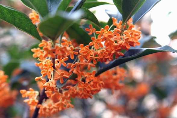 如何在家里养桂花? 如何在家里养桂花?
