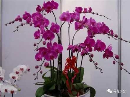 蝴蝶兰 蝴蝶兰