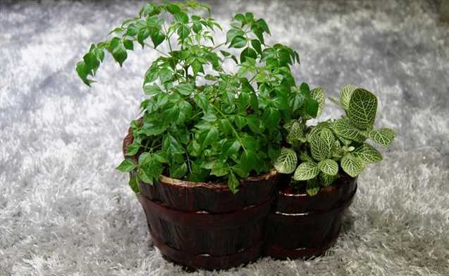 幸福树组合盆栽
