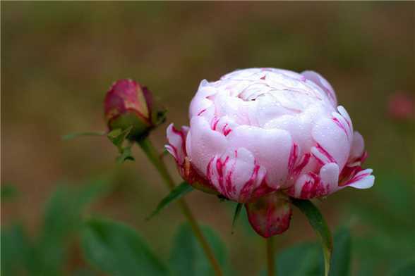 芍药的常见品种 芍药的常见品种