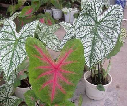 花叶芋图片 花叶芋图片