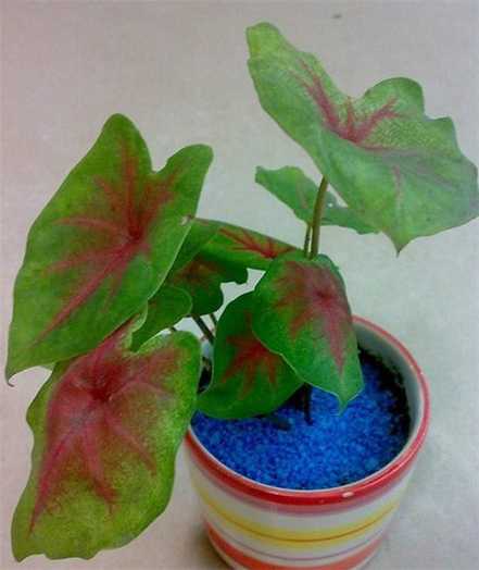 花叶芋分株繁殖图片 花叶芋分株繁殖图片