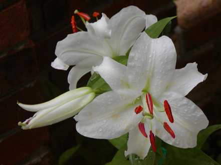 百合温度要求