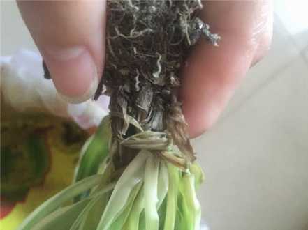 吊兰黑腐