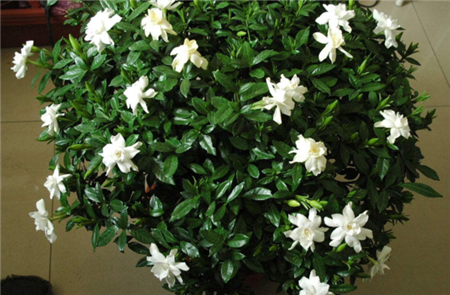 栀子花