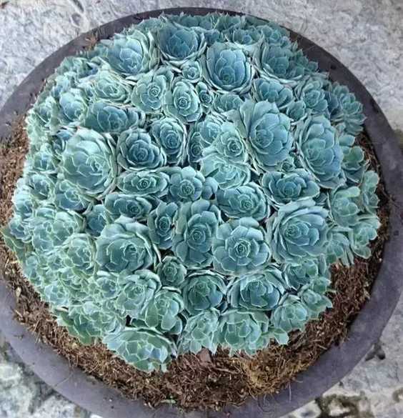 给予充足的光照