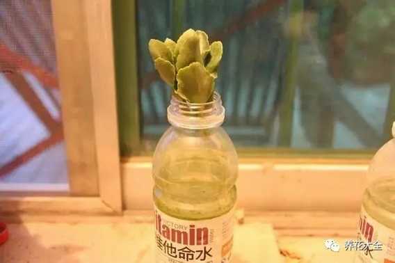 长寿花2