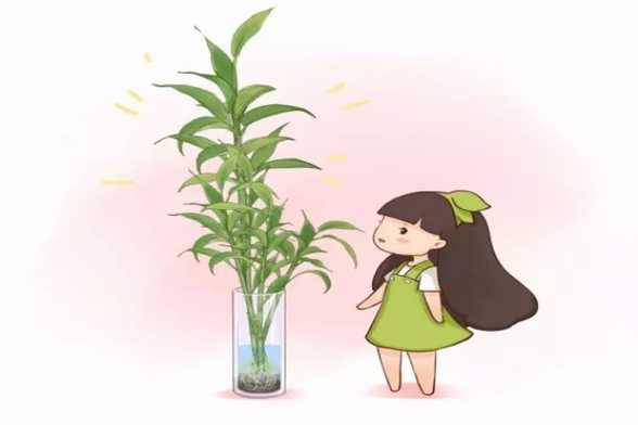 富贵竹养10年都不发黄,只需水里放点小东西! 富贵竹养10年都不发黄,只需水里放点小东西!