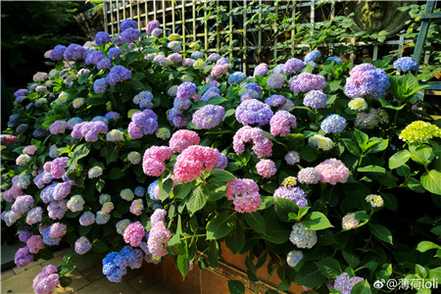 绣球花