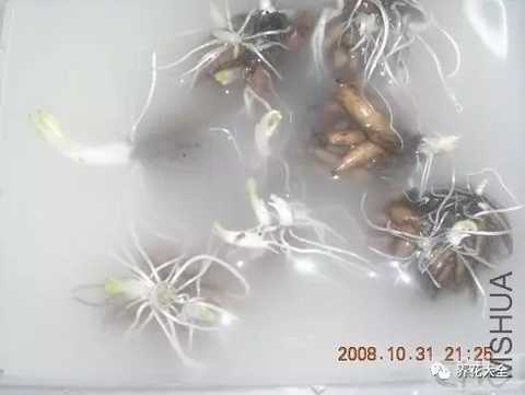 花毛茛多菌灵