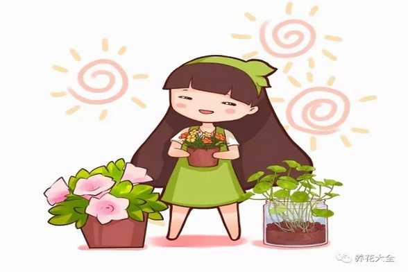 花市买花潜规则,老板绝不外传,震惊了! 花市买花潜规则,老板绝不外传,震惊了!