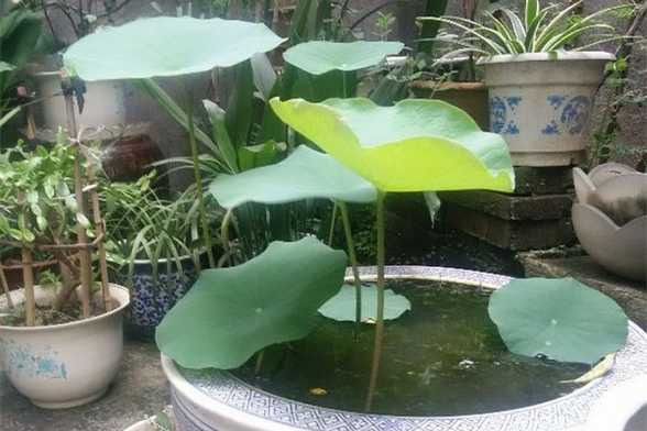荷花的种植及其注意事项 荷花的种植及其注意事项