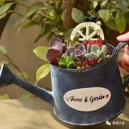 水壶花盆3 水壶花盆3