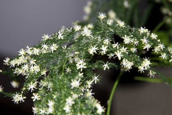 能把这50种花养全,这辈子就值了! 能把这50种花养全,这辈子就值了!