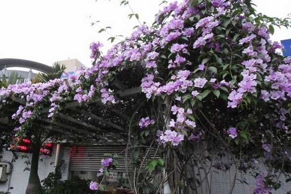 蒜香藤什么时候开花 蒜香藤什么时候开花